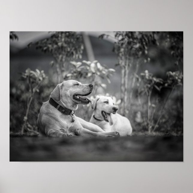 Póster Imprimir, papel Poster de valor (mate) (Frente)