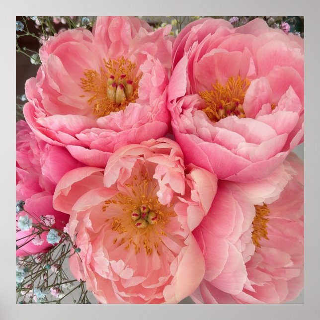 Póster IMPRIMIR | Peonies I (30"x30") (Frente)
