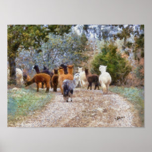 Póster Imprimir pintura digital de Alpacas