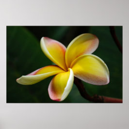 Póster Imprimir: Plumeria #3