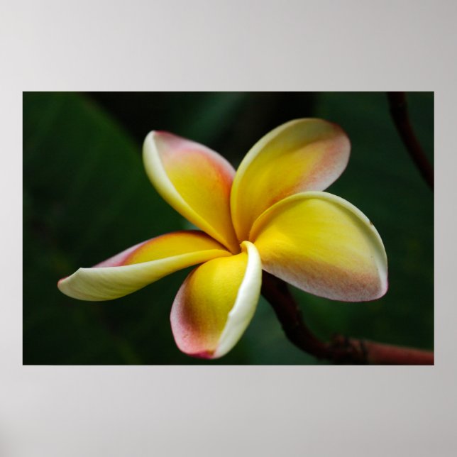 Póster Imprimir: Plumeria #3 (Frente)