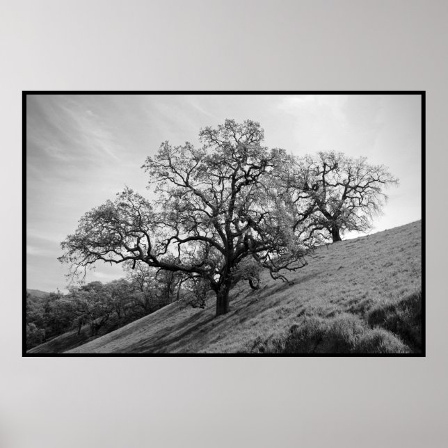 Póster Imprimir poesía de árbol (Frente)