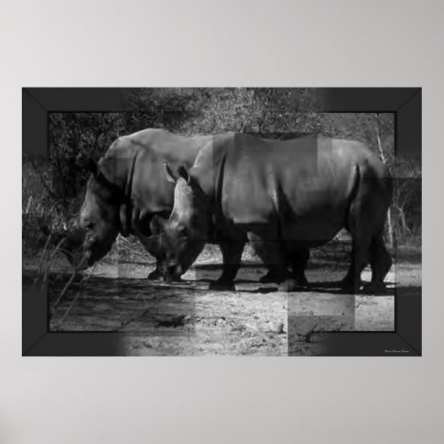 Póster Imprimir rinocerontes (Frente)