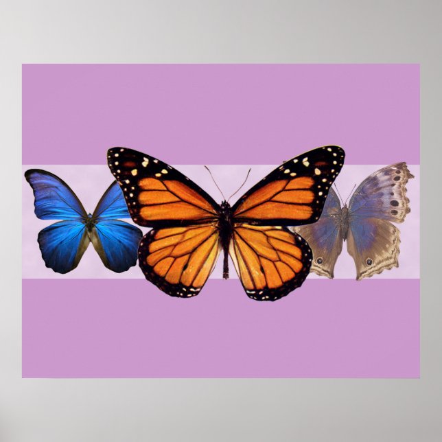 Póster Imprimir tres mariposas de Bonito (Frente)