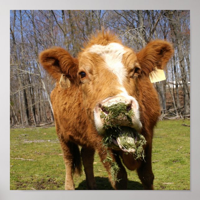 Póster Imprimir vaca (Frente)