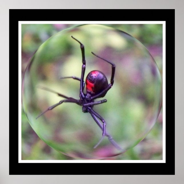 Póster Imprimir viuda negra (Frente)