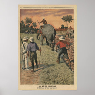 Póster In French Congo, elephant trained to ploughing