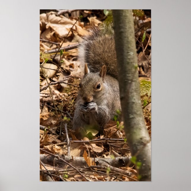 Póster In the Brush (Frente)