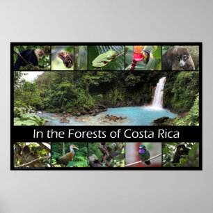 Póster In the Forests of Costa Rica