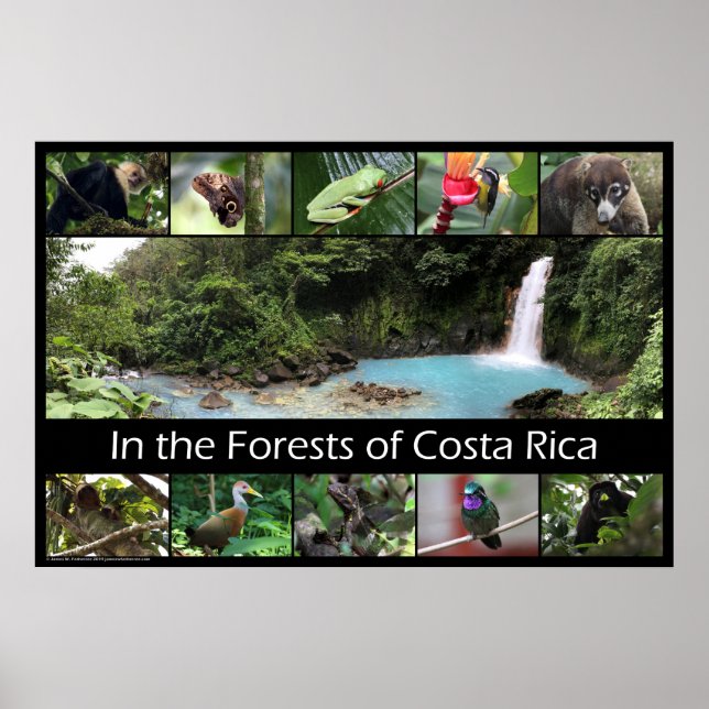 Póster In the Forests of Costa Rica (Frente)