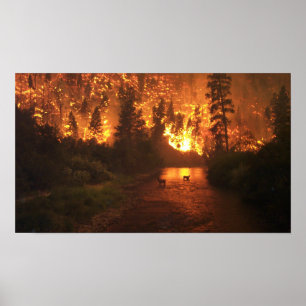 Póster Incendio forestal - ciervo