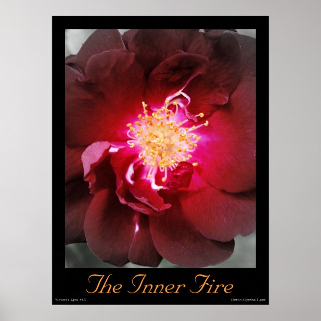 Póster Incendio interno - Poster fotográfico Rosa Roja (Frente)