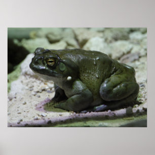 Póster Incilius alvarius