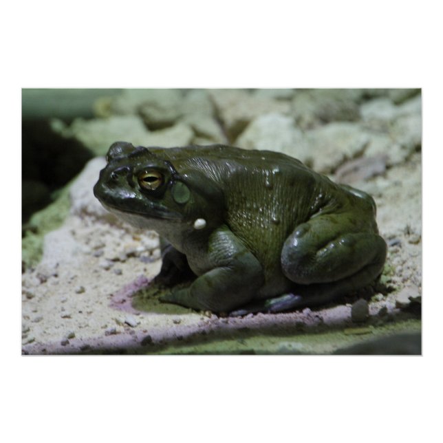 Póster Incilius alvarius (Anverso)