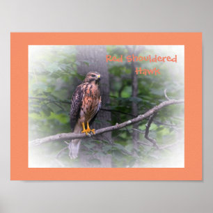 Póster Increíble cartel del halcón de hombros rojos