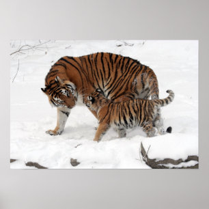Póster Increíble tigre con su cachorro en la nieve