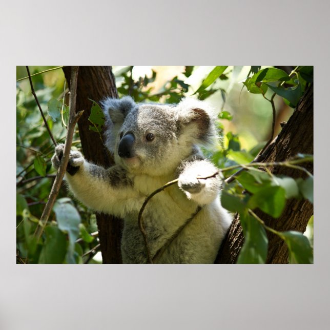 Póster Increíblemente lindo bebé koala en un árbol (Frente)