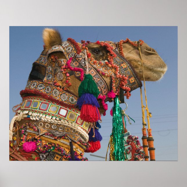 Póster INDIA, Rajasthan, Pushkar: FERIA DE PUSHKAR CAMEL, (Frente)