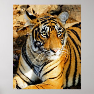 Póster India, Sawai Madhopur, Ranthambore National