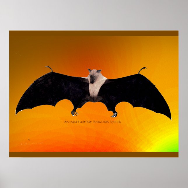 Póster Indian Fruit Bat (Frente)