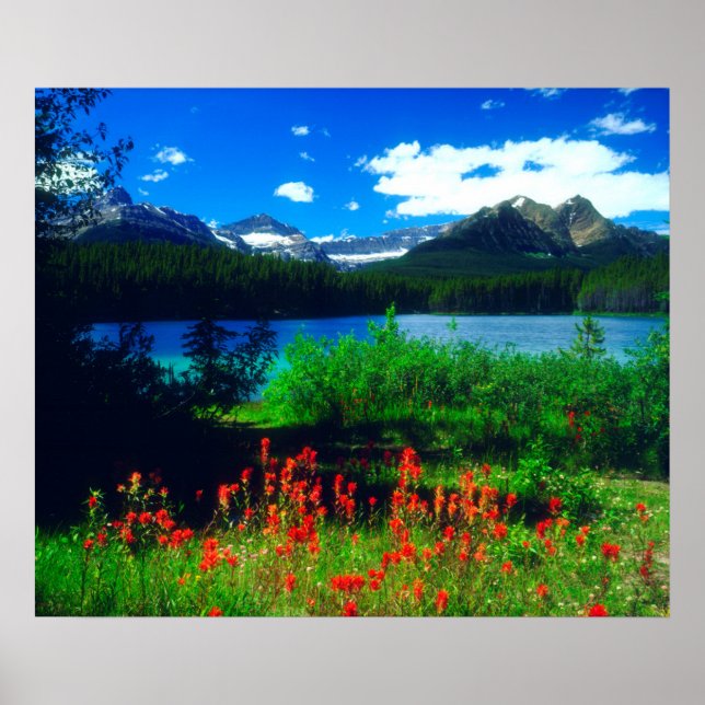 Póster Indian Paintbrush Wildflowers (Frente)