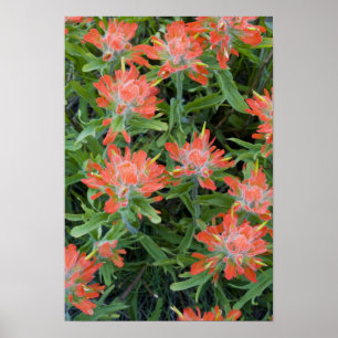 Póster Indian paintbrush wildflowers in the Many