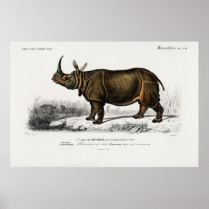 Póster Indian rhinoceros by Charles Dessalines d'Orbigny