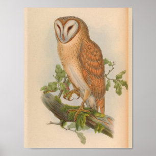 Póster Indian Screech Owl Brown Vintage Bird Art Print