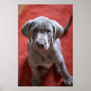 Póster Indicador cabelludo áspero eslovaco 2