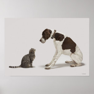 Póster Indicador que mira abajo el gato