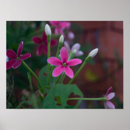 Póster Índice Combretum