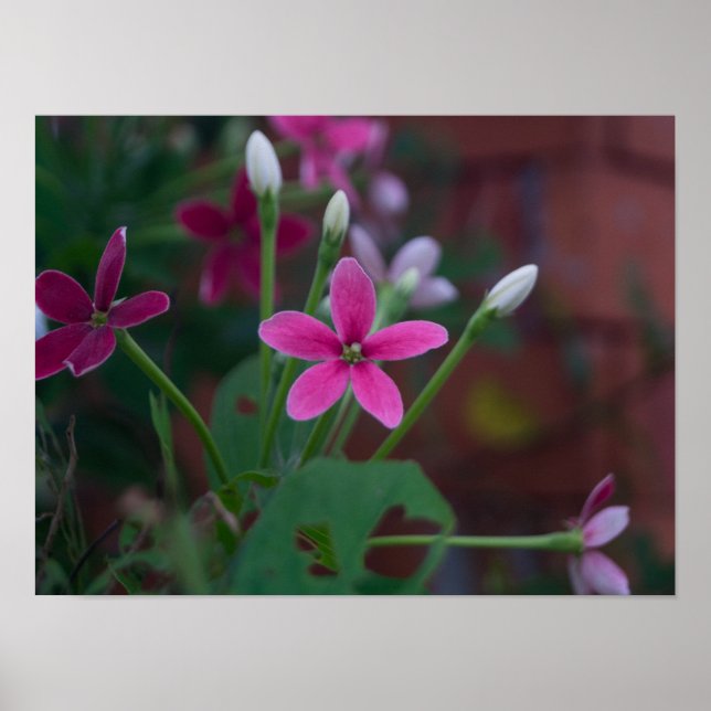 Póster Índice Combretum (Frente)