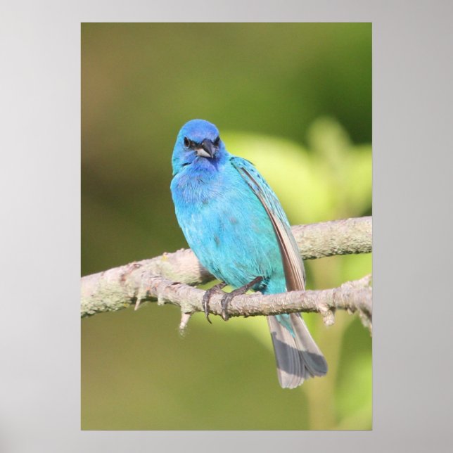 Póster Indigo Bunting (Frente)