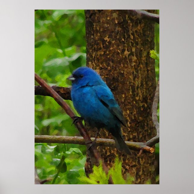 Póster Indigo Bunting (Frente)