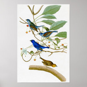 Póster Indigo Bunting John James Audubon Birds of America
