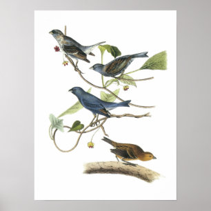 Póster Indigo Bunting por Audubon