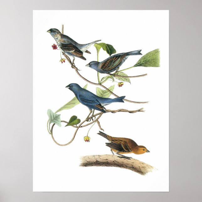 Póster Indigo Bunting por Audubon (Frente)