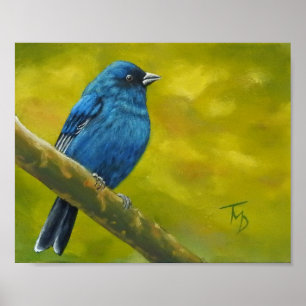 Póster Indigo Bunting - Poster