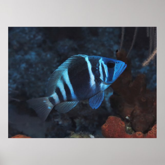 Póster Indigo Hamlet (Frente)