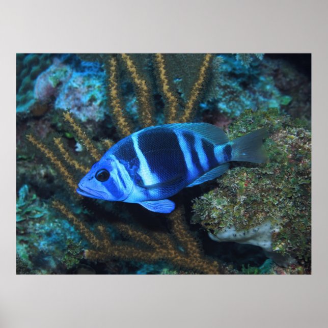 Póster Indigo Hamlet (Frente)