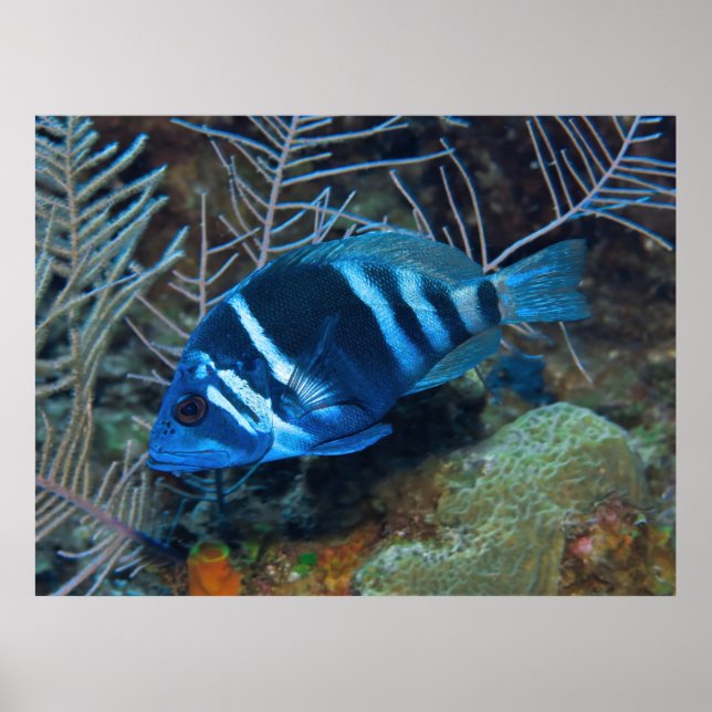 Póster Índigo Hamlet en el Coral (Frente)