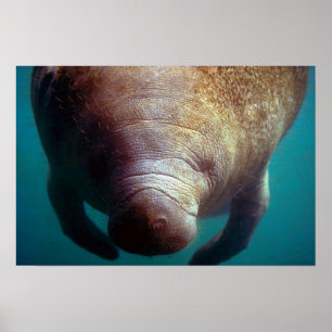 Póster Indio occidental (Florida) Manatee-underwater