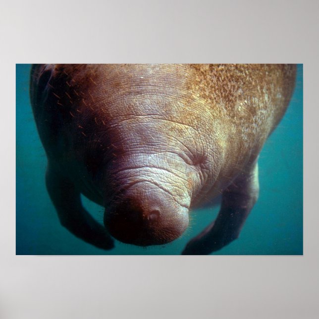 Póster Indio occidental (Florida) Manatee-underwater (Frente)