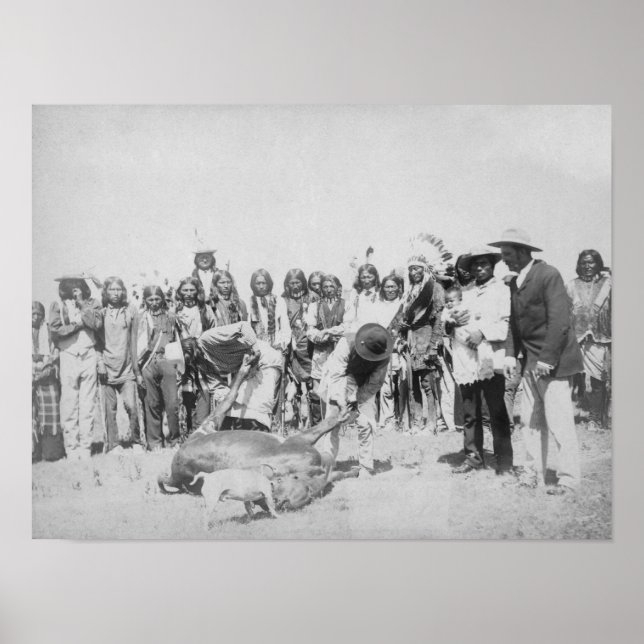 Póster Indios lakota despellejando fotografía de ganado (Frente)