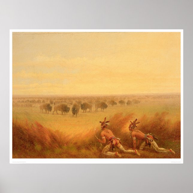 Póster Indios trepando en una manada de búfalos (1907A) (Frente)
