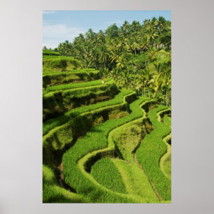 Póster Indonesia, Bali   Rice Paddies