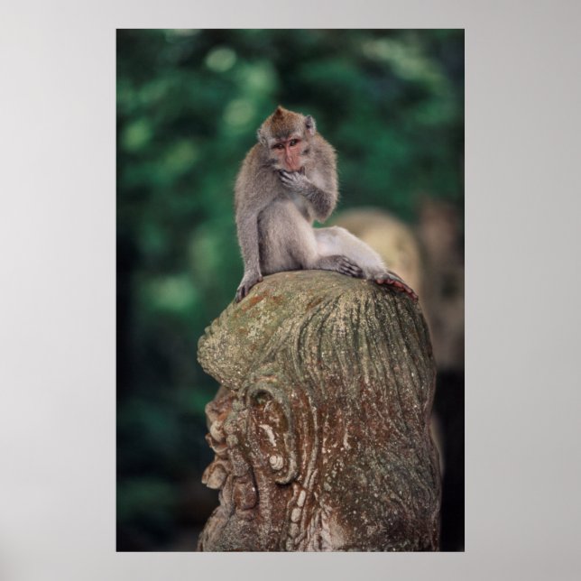 Póster Indonesia, Bali, Ubud, Macaque de larga cola 2 (Frente)
