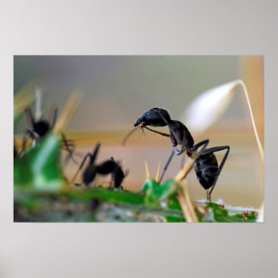Póster Infección para comer hormiga