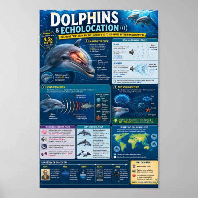 Póster Infografía de delfines (Frente)