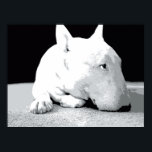 Póster Inglés Bull Terrier, Pop Art Print<br><div class="desc">Imagen de arte pop de Bull Terrier en inglés. Impresión de arte pop vectorial blanco y negro. Disponible como poster,  una buena impresión de arte e impresión de lienzo.</div>